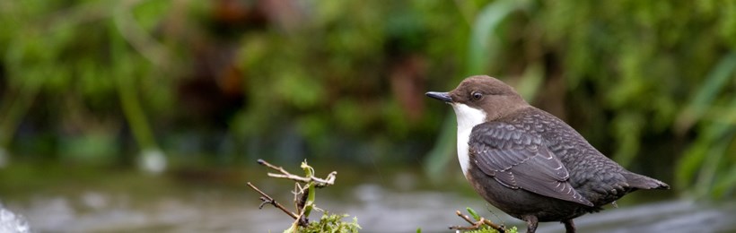 Scottish Wildlife Trust